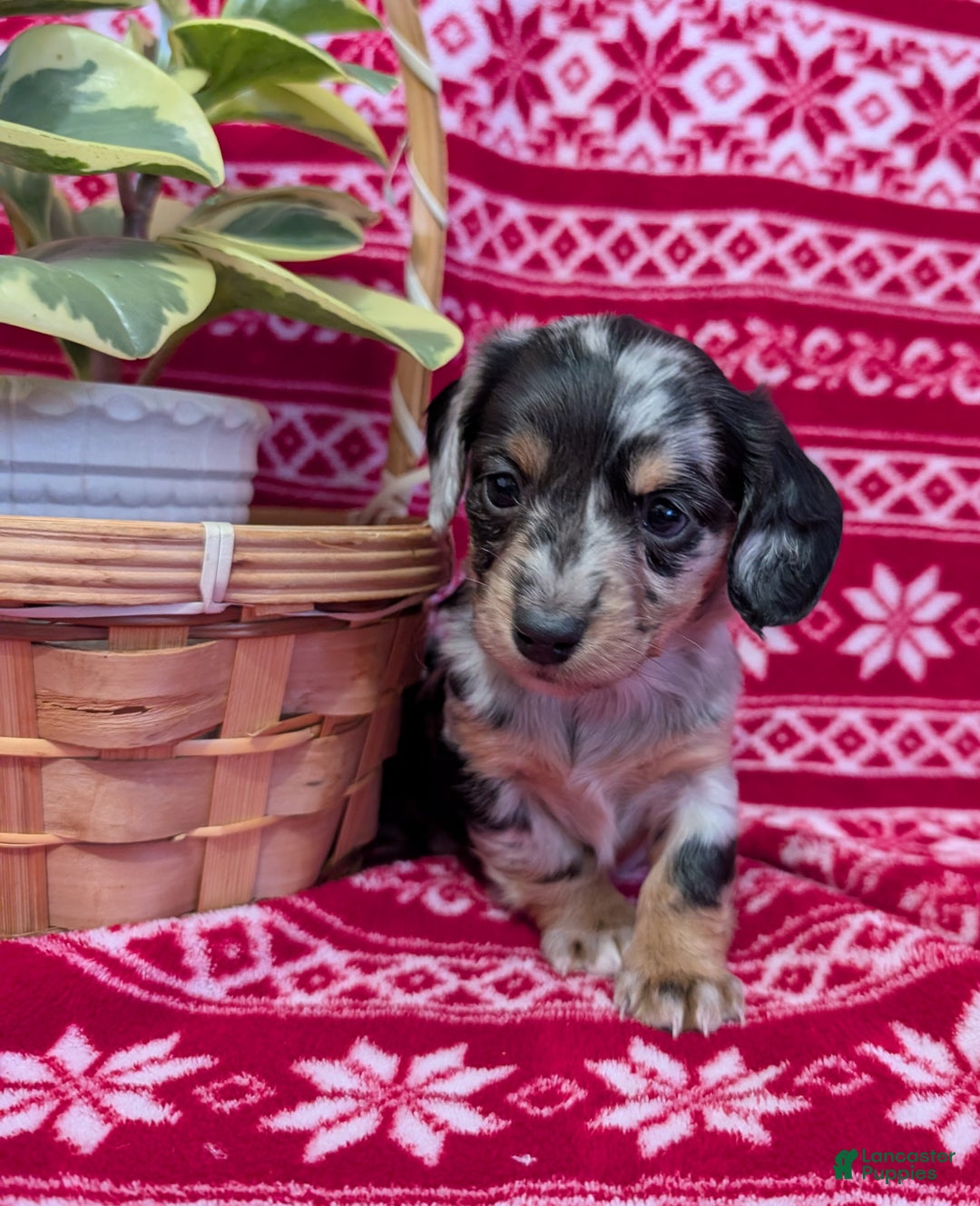 Miniature Dachshund dogs for sale: Amber  - Ad 2
