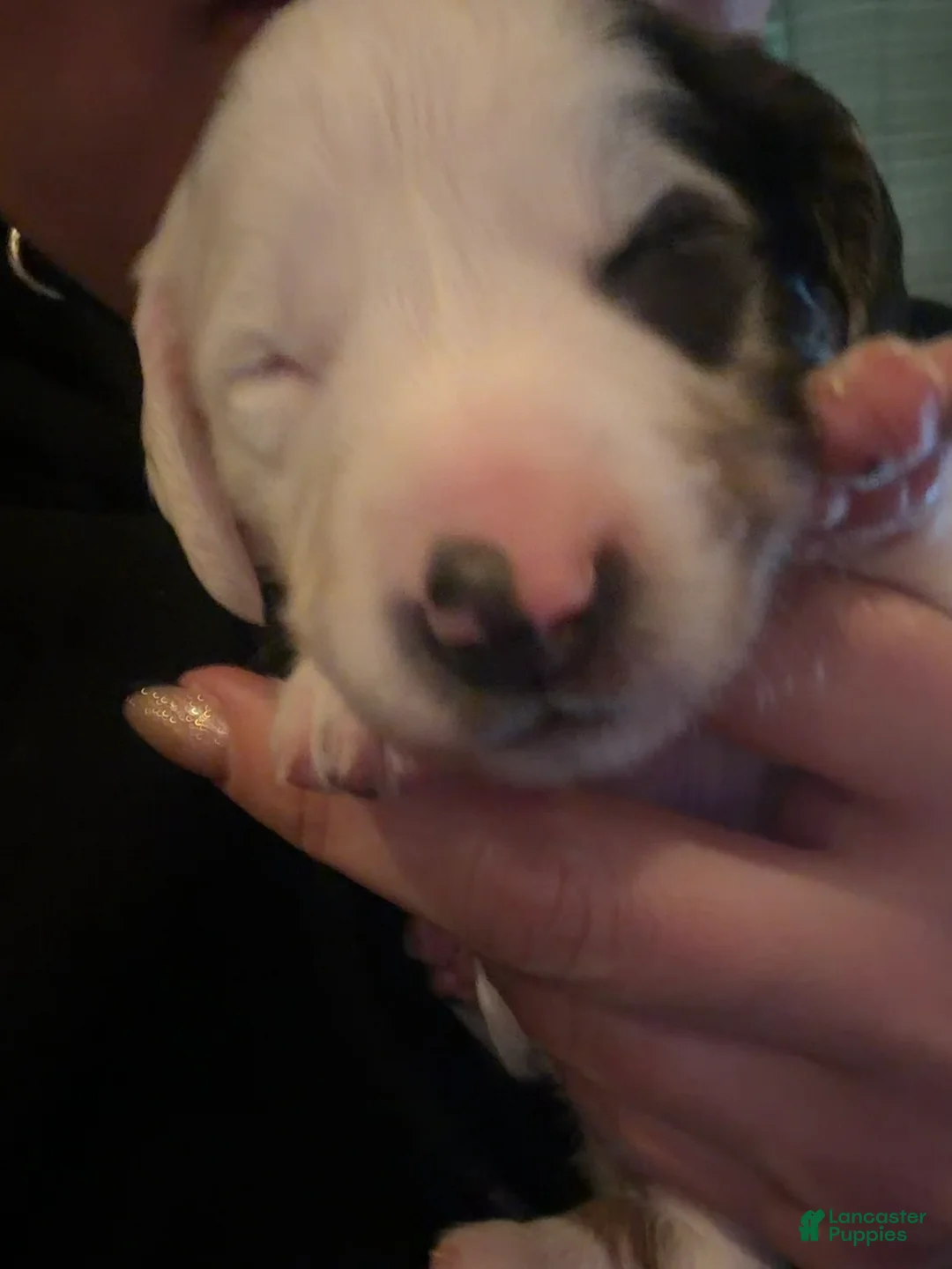 Miniature Dachshund dogs for sale: Rue - Ad 2