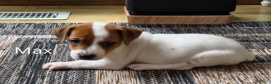Max