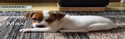 Jack Russell Terrier dogs for sale: Max - Ad 1