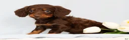 Miniature Dachshund dogs for sale: Frankie - Ad 5