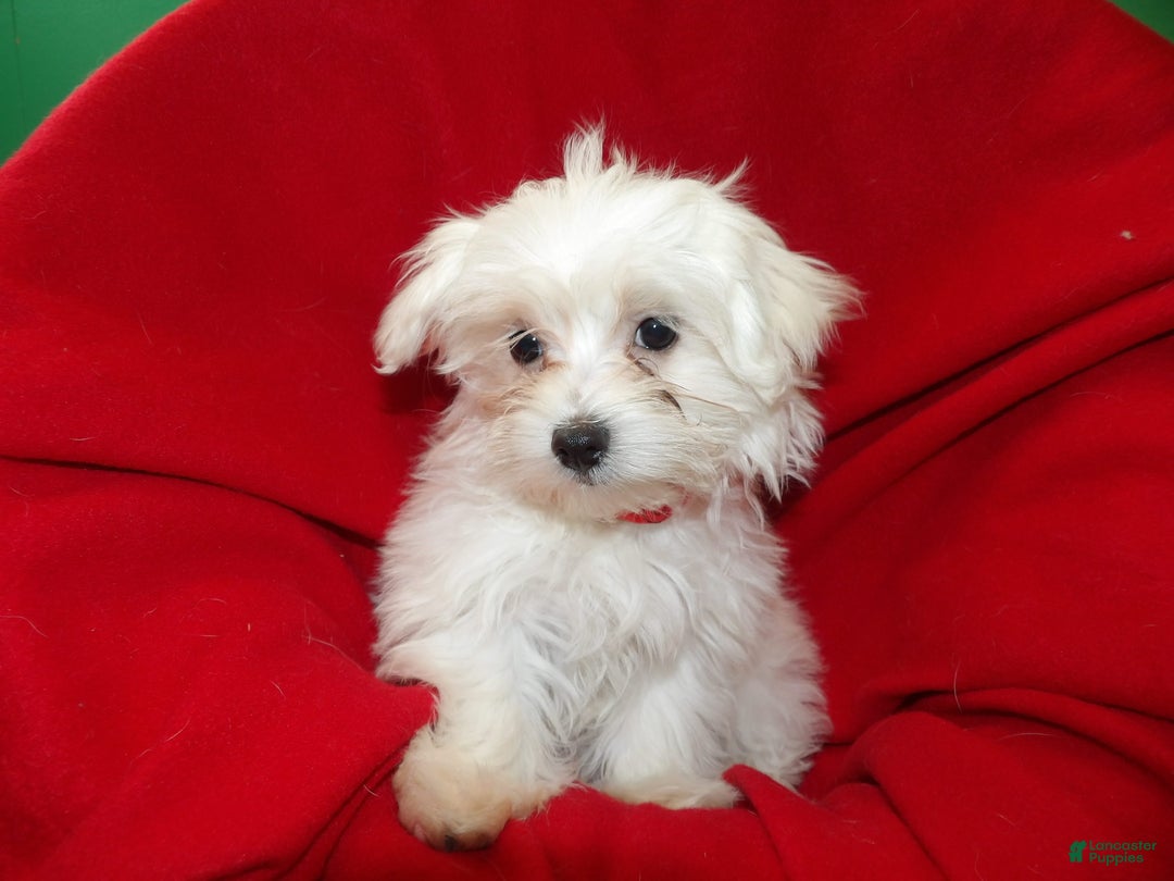 Maltese dogs for sale: Maltese Puppy 1 - Ad 3