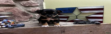 🐾Maggie~Black/tan Chihuahua