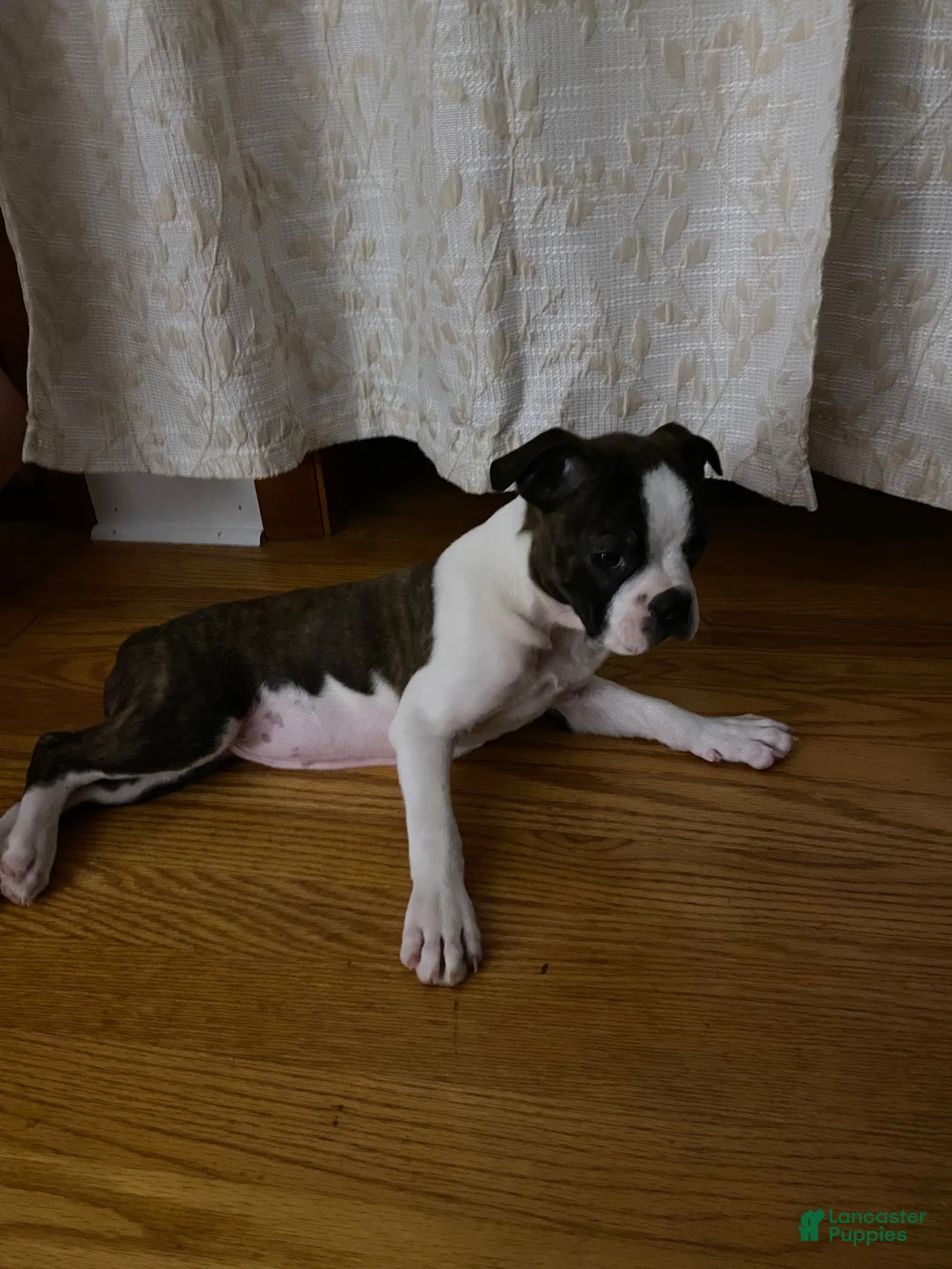 Boston Terrier dogs for sale: Boston Terrier 1 - Ad 2