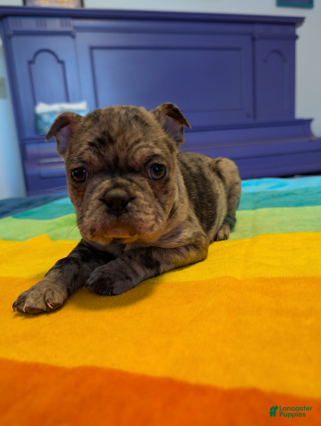 Frenchton dogs for sale: Petey - Ad 2