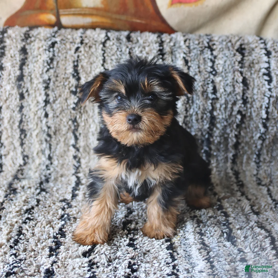 Yorkshire Terrier dogs for sale: Percy - Ad 5