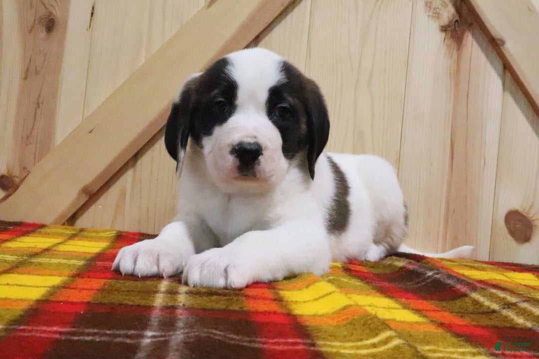 Saint Bernard dogs for sale: Tinsel - Ad 2