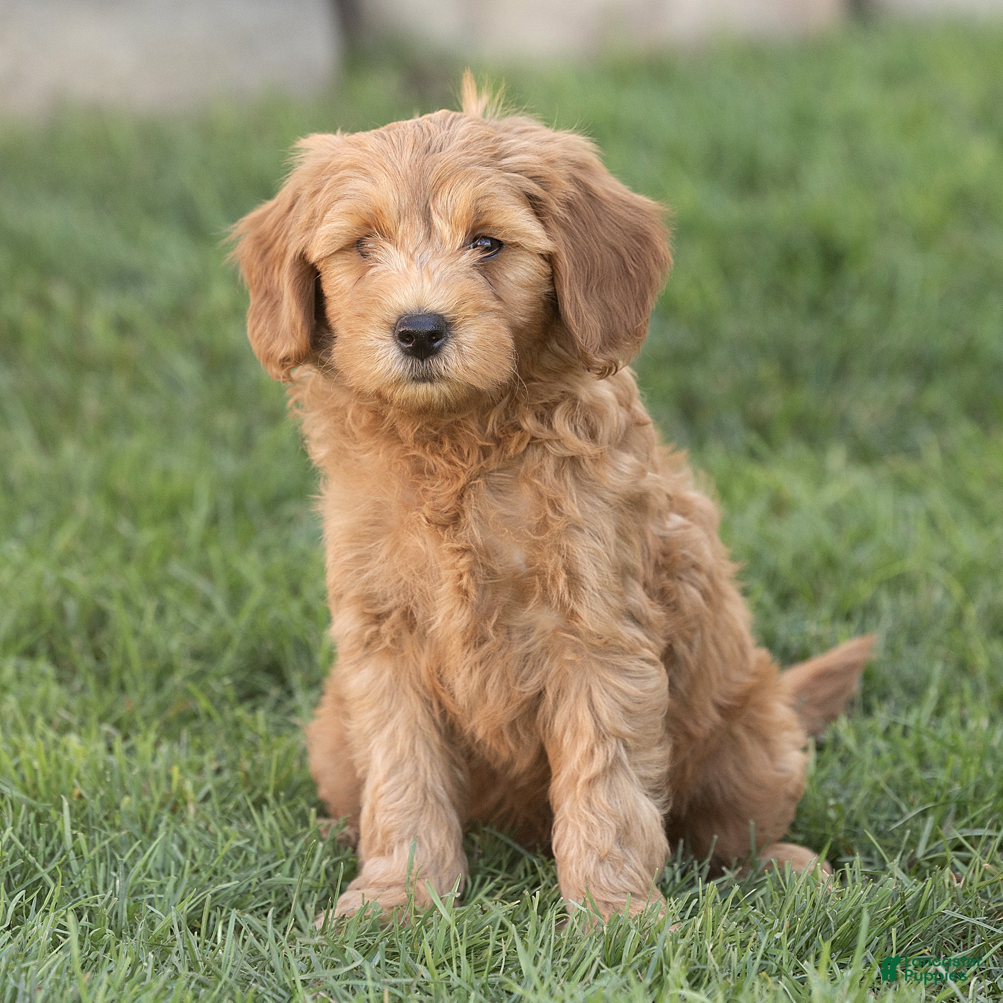 Mini Goldendoodle dogs Luke Miniature Goldendoodle  - Ad 1