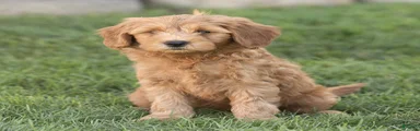 Luke Miniature Goldendoodle 