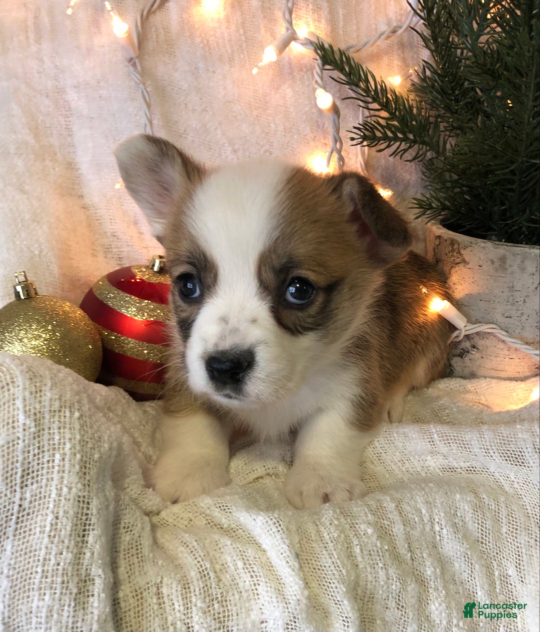 Welsh Corgi Pembroke dogs for sale: Holly - Ad 2