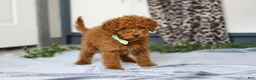 Mini Goldendoodle dogs for sale: Mitch - Ad 3
