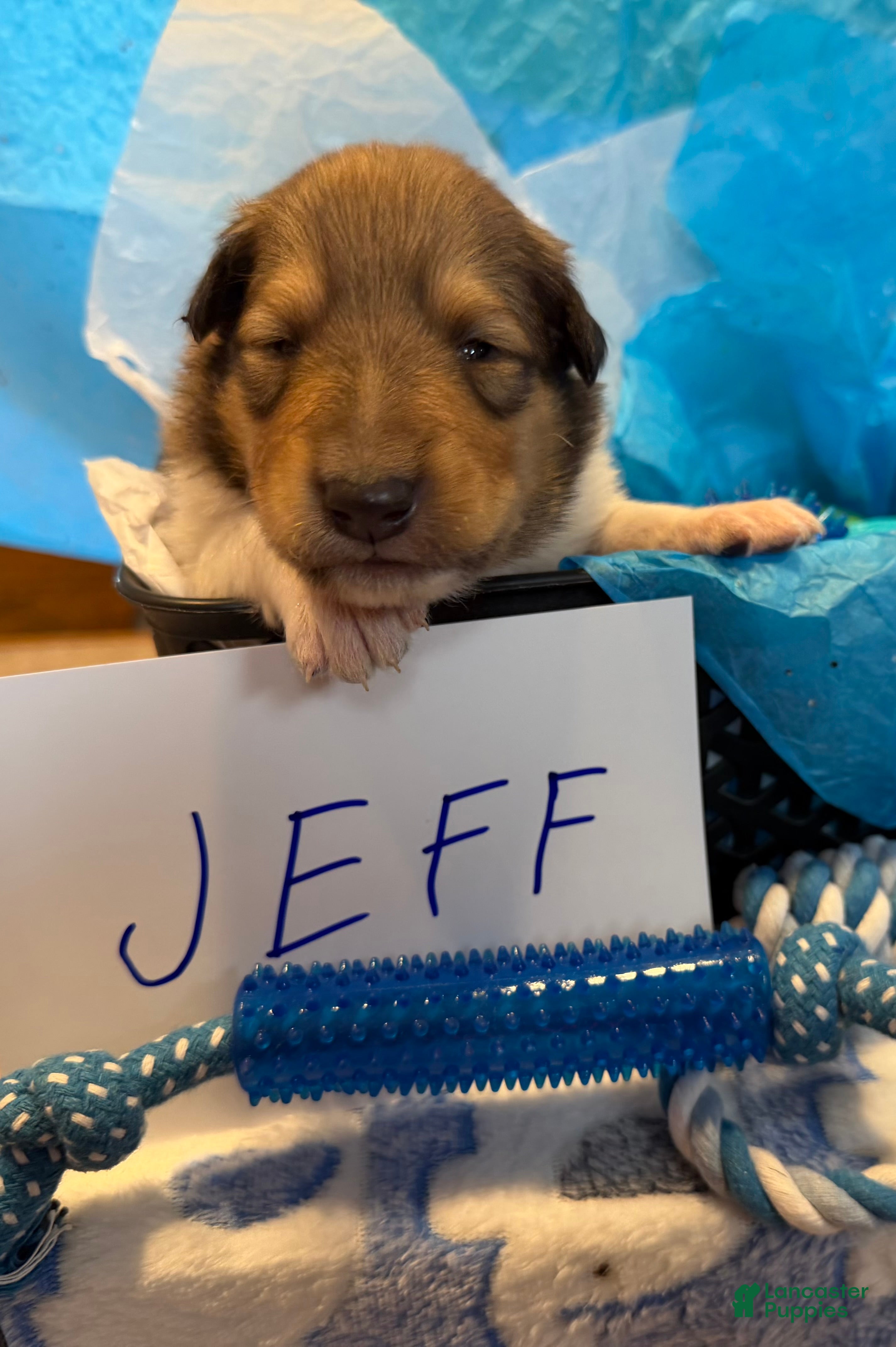 Collie dogs Jeff - Ad 4