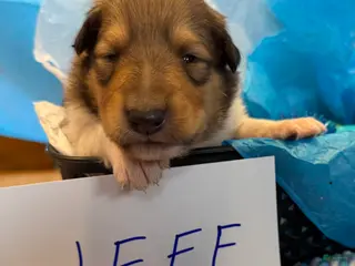 Collie dogs Jeff - Ad 4