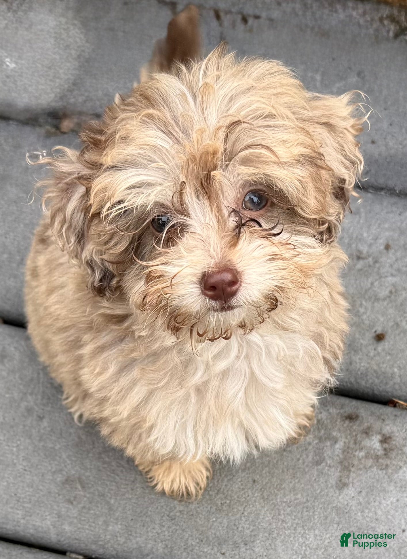 Maltipoo dogs RARE Chocolate MERLE Maltipoo Part Korean Puppy 1 - Ad 1