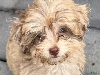 Maltipoo dogs for sale: RARE Chocolate MERLE Maltipoo Part Korean Puppy 1 - Ad 3