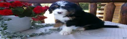Mini Bernedoodle dogs for sale: Beth - Ad 7