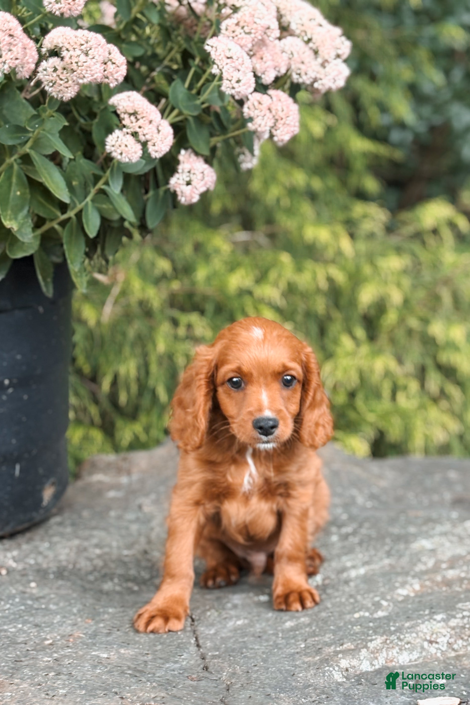 Cavapoo dogs Duke - Ad 17