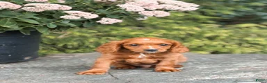 Duke