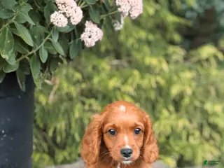 Cavapoo dogs Duke - Ad 31