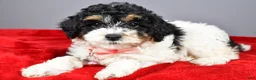 Miniature Poodle dogs for sale: Michelle - Ad 4