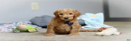Standard Poodle dogs for sale: Dexter AKC - Ad 4