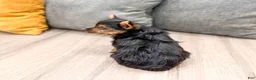 Yorkshire Terrier dogs for sale: Jackie - Ad 5