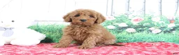 Mini Goldendoodle dogs for sale: Tyler - Ad 3