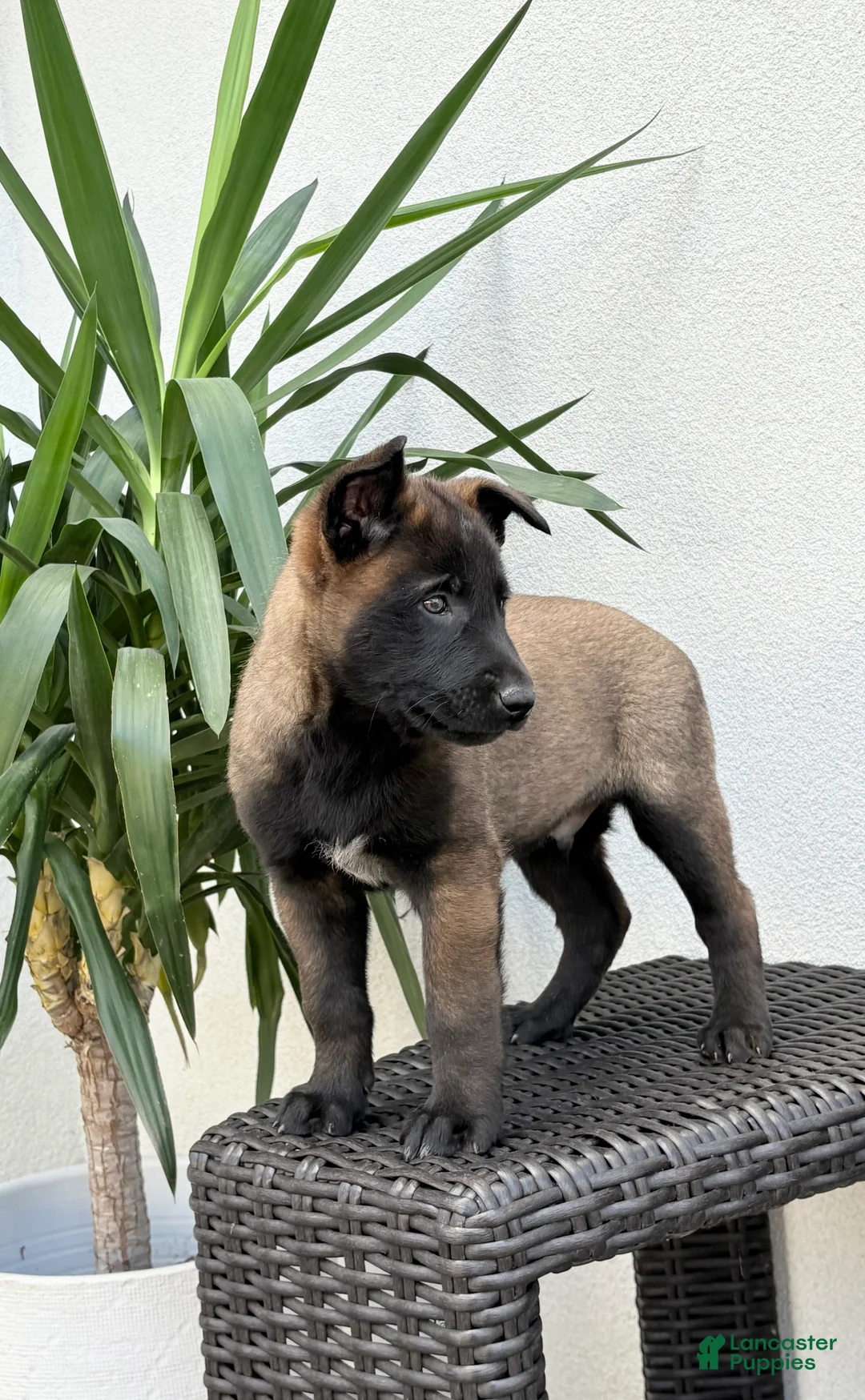 Belgian Malinois dogs for sale: Belgian Malinois Puppy (Maverick) - Ad 2