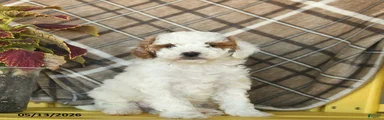 Fluffy 