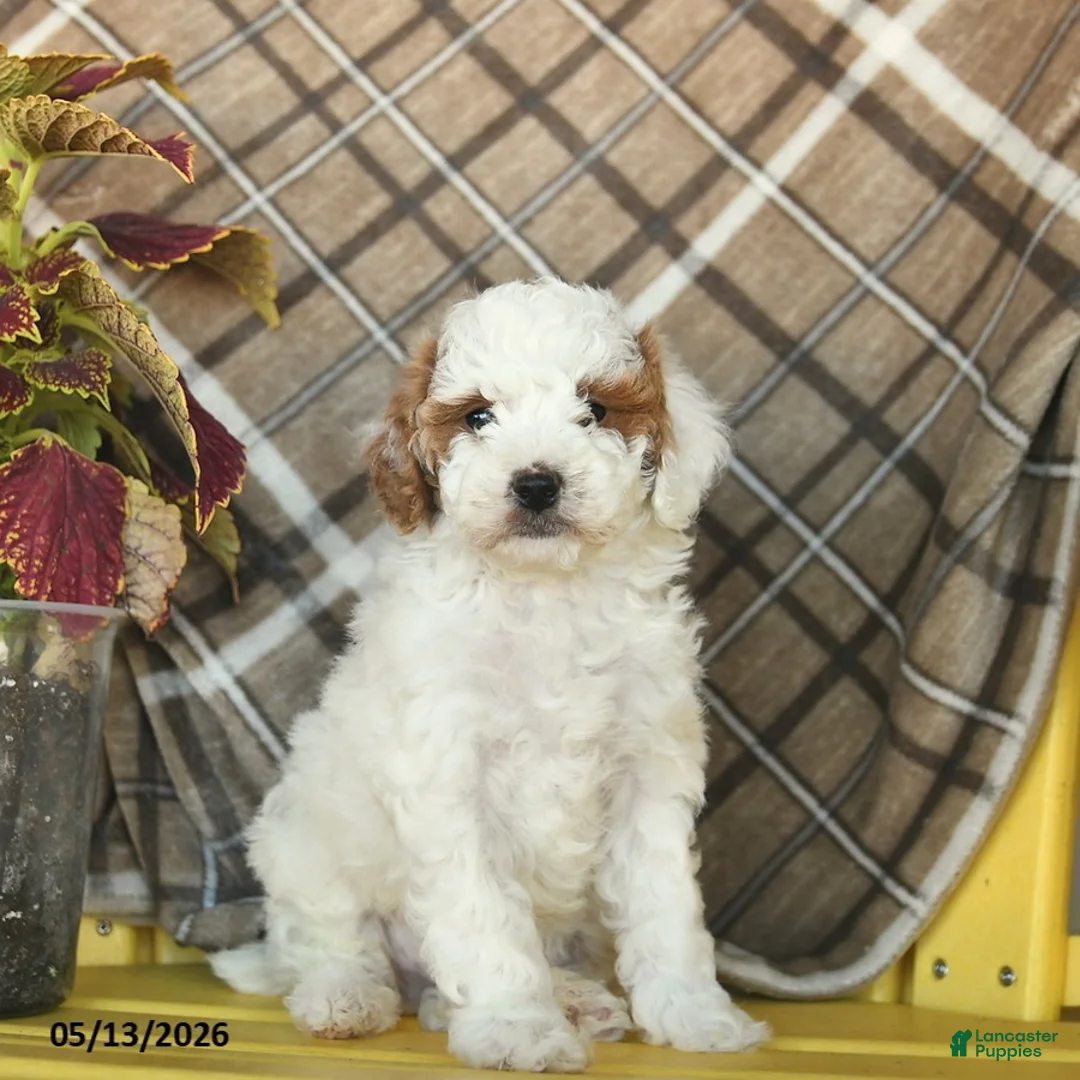 Miniature Poodle dogs for sale: Fluffy  - Ad 1