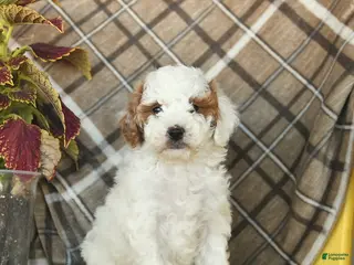Miniature Poodle dogs for sale: Fluffy - Ad 4