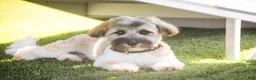 Havanese dogs for sale: Biscotti - Ad 6