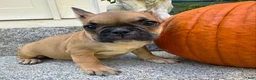 French Bulldog dogs for sale: French Bulldog Oakley  - Ad 5