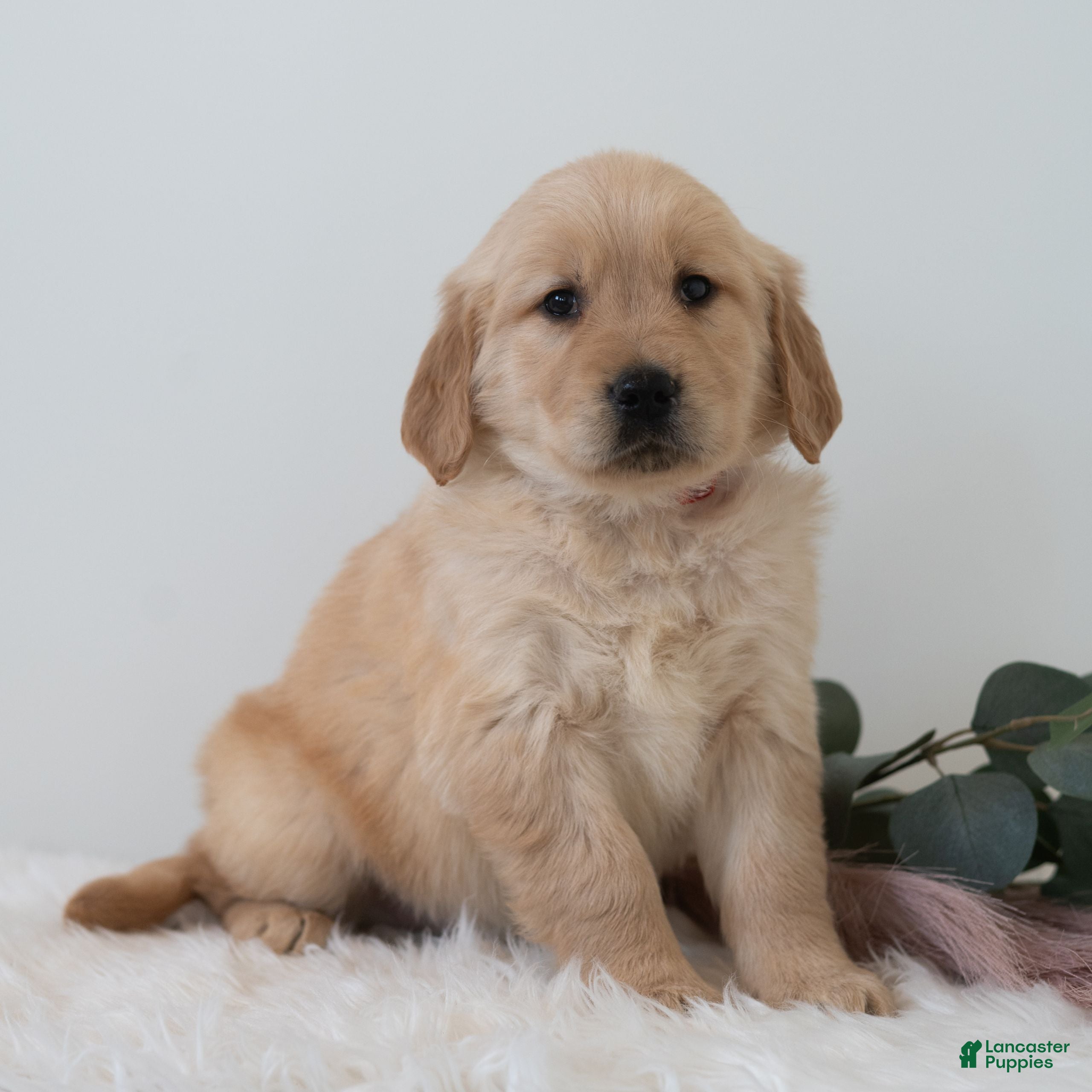 Golden Retriever dogs Sherlock  - Ad 26