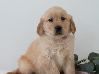 Golden Retriever dogs Sherlock - Ad 30
