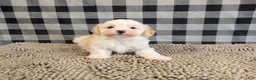 Havanese dogs for sale: Hans - Ad 10