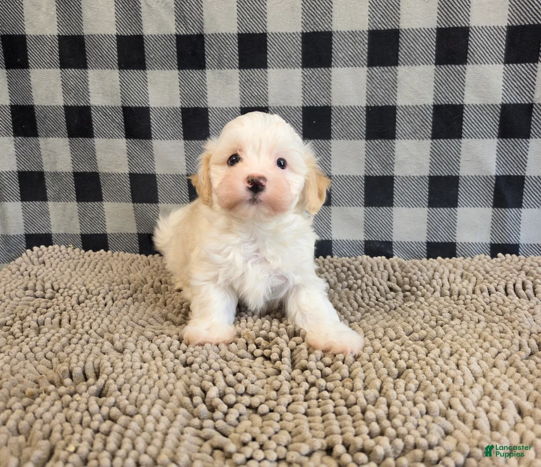 Havanese dogs for sale: Hans - Ad 10