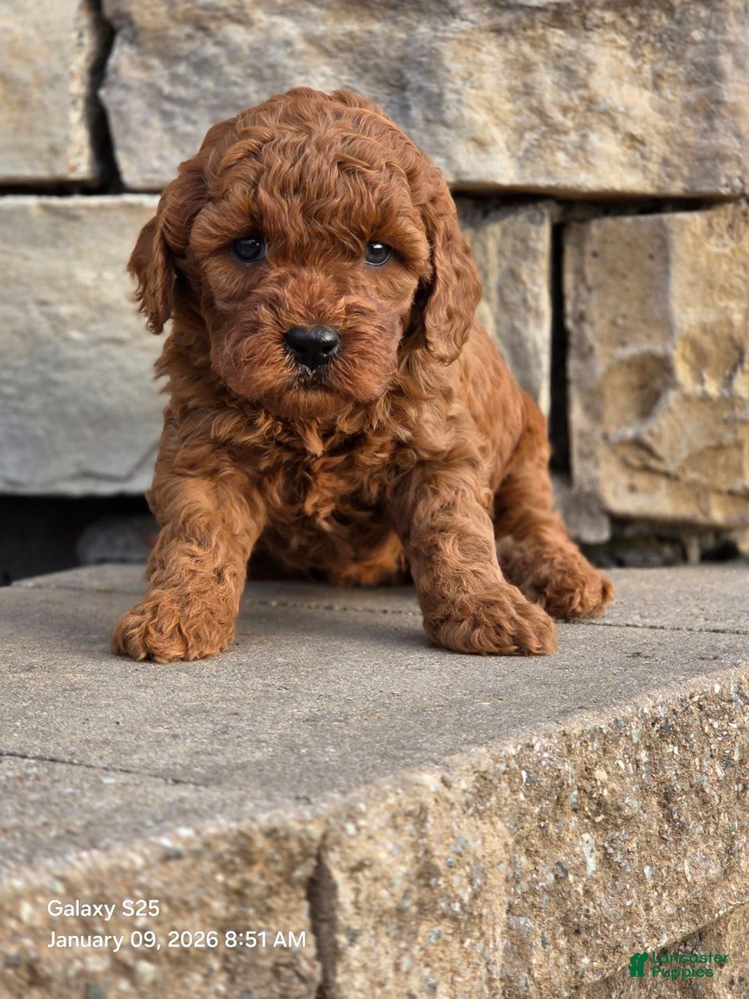 Mini Goldendoodle dogs for sale: Cuddles  - Ad 2