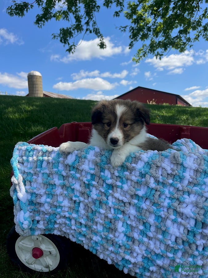 Shetland Sheepdog dogs Bennett - Ad 2