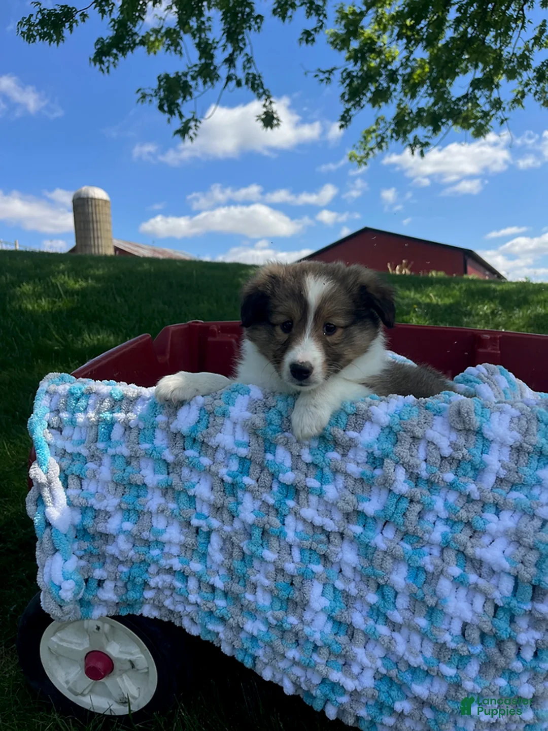 Shetland Sheepdog dogs for sale: Bennett - Ad 2