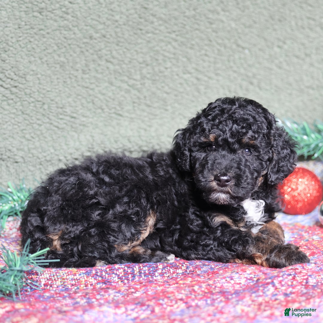 Miniature Poodle dogs for sale: Stella - Ad 2
