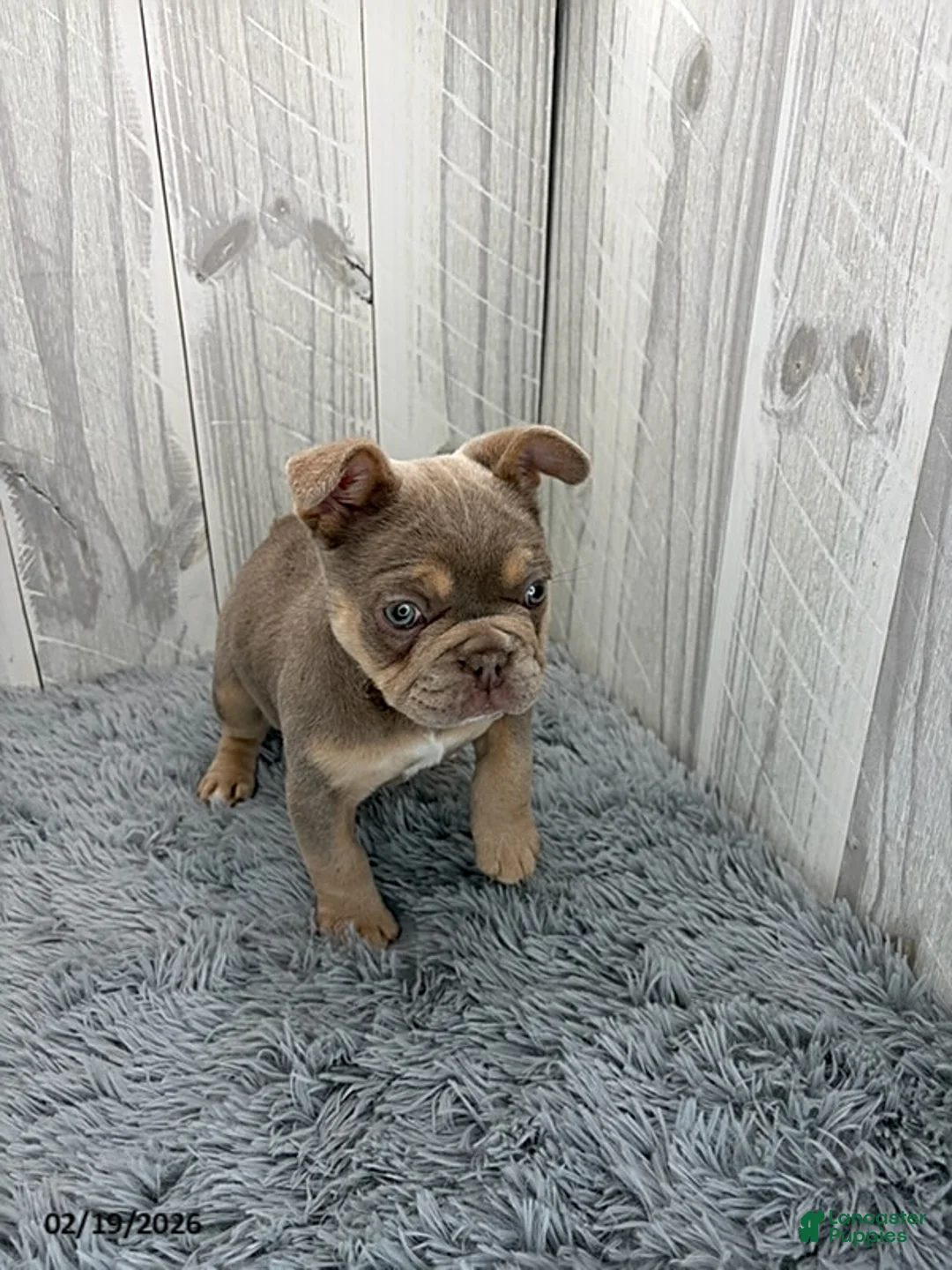 French Bulldog dogs for sale: Dior - Ad 4