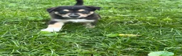 Mixed Breed dogs for sale: Puppy 9 - Ad 8