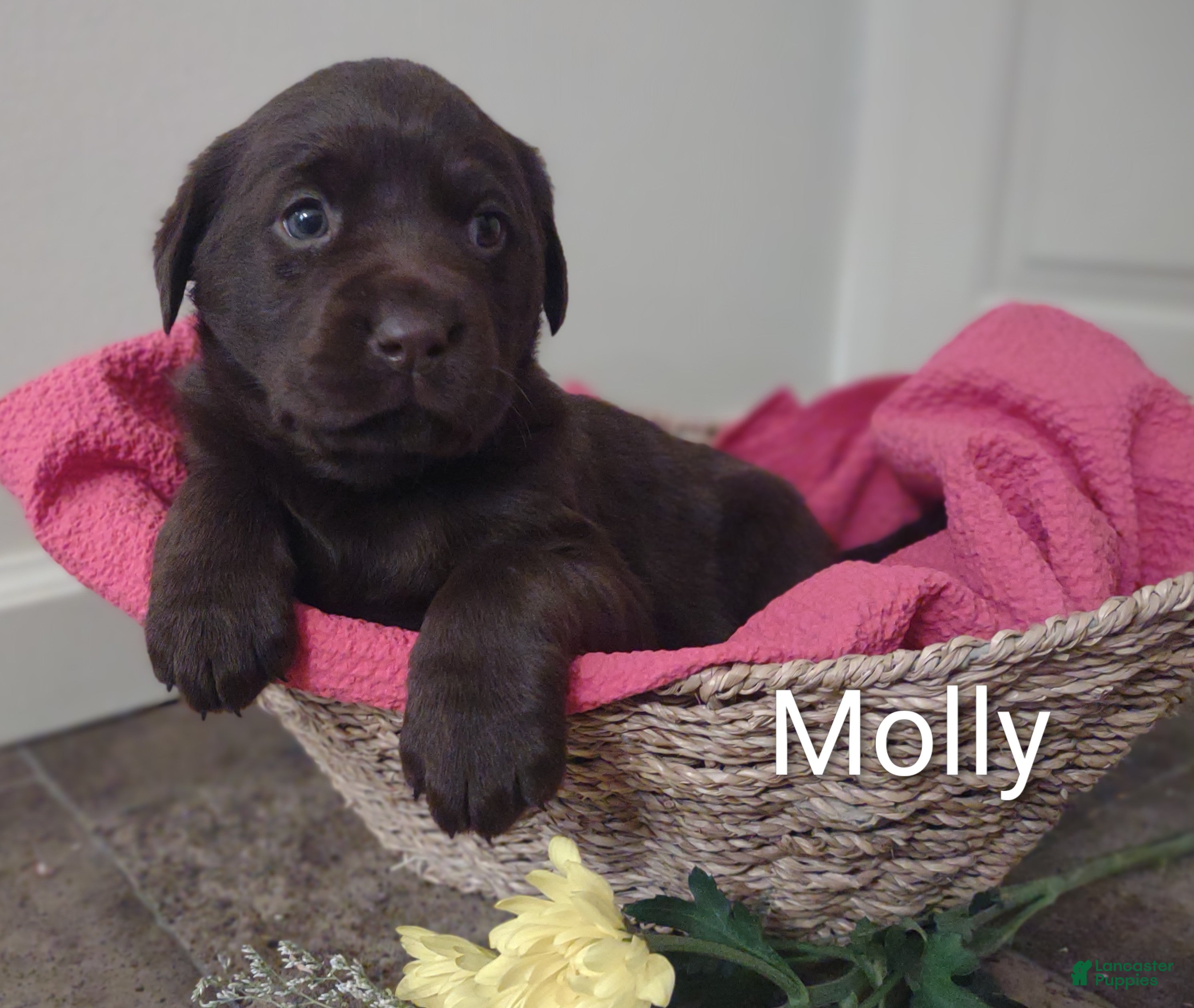 Labrador Retriever dogs Molly - Ad 1