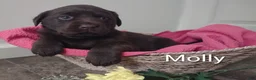 Labrador Retriever dogs for sale: Molly - Ad 1