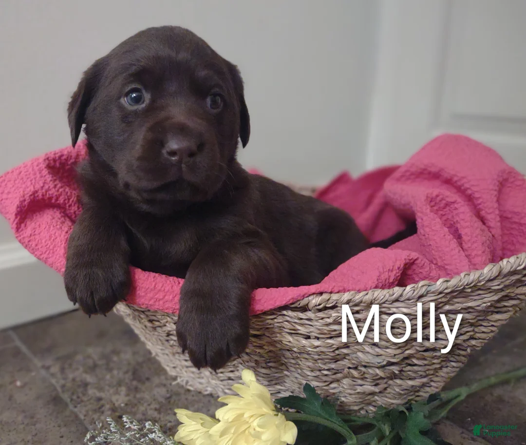 Labrador Retriever dogs for sale: Molly - Ad 1