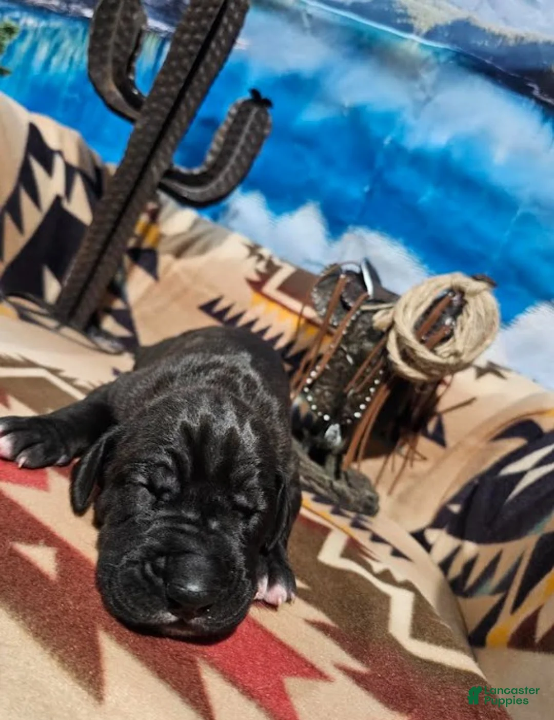 Great Dane dogs for sale: Black Male  - Ad 2