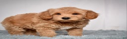 Mini Goldendoodle dogs for sale: Mr. Oscar - Ad 6