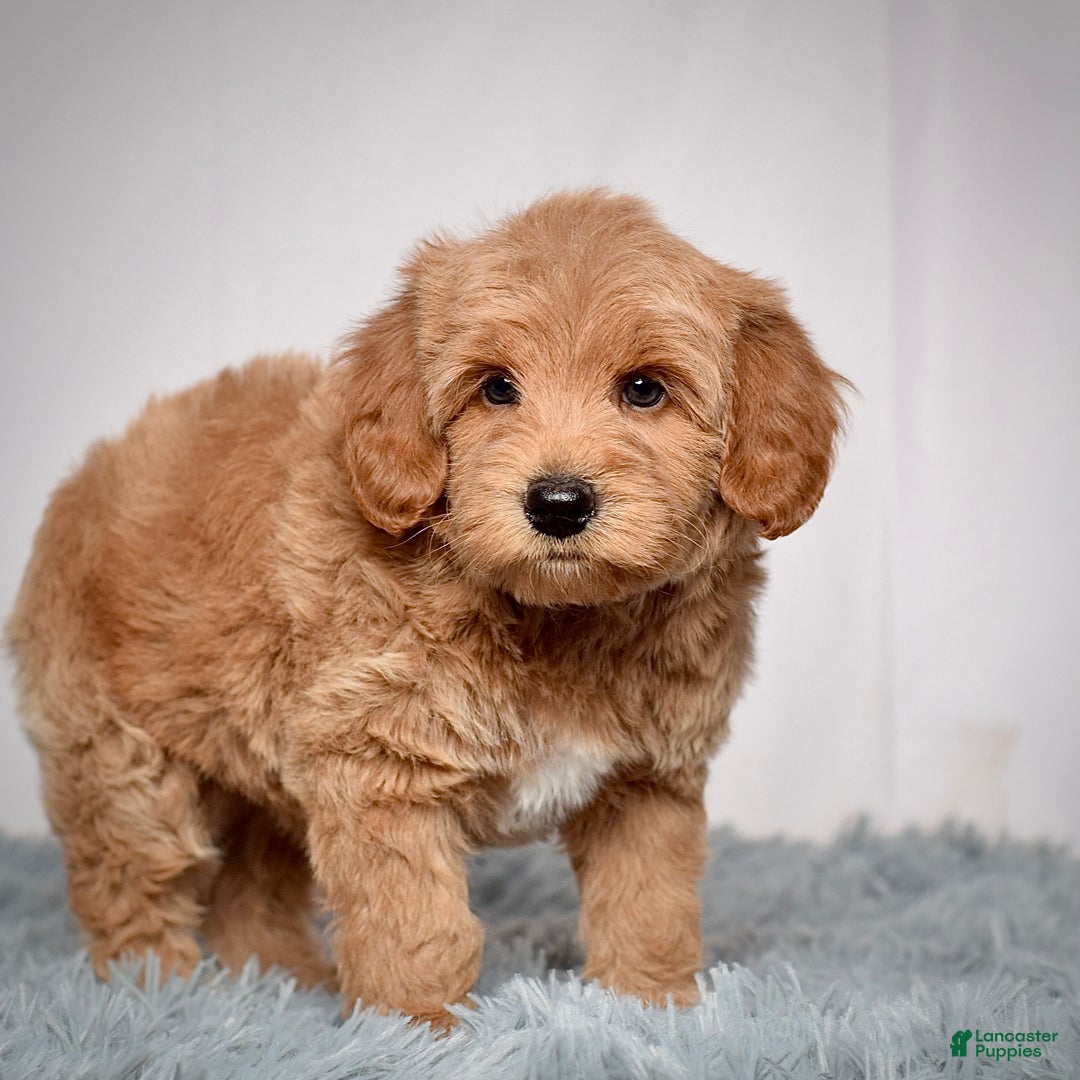 Mini Goldendoodle dogs for sale: Mr. Oscar - Ad 6