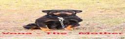 Rottweiler dogs for sale: Rolo - Ad 6